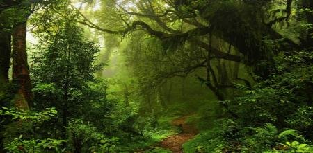 Rainforest - origin of sacha inchi