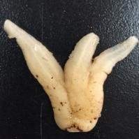 Dry hand root